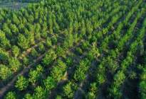 Honda启动第四期在华企业联合植树造林工程